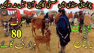 Madrassa Cow Mandi Latest Price Update / Sahiwal Cholistani Cows Price In Pakistan / Dairy Cattle