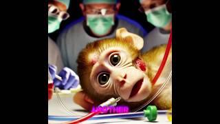 The Monkey Head Transplant: Science Fiction or Shocking Reality?#shorts #monkey