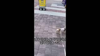 총총산책이 좋은 덕구 사실 병원가는 길  #강아지 #반려견 #강아지브이로그 #강아지일상 #doglife #dog #doglover #댕댕이