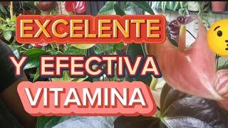 ANTURIOS  TRATADOS con esta EXCELENTE Y EFECTIVA VITAMINA  🪴#Elimina el estrés en toda planta🪴