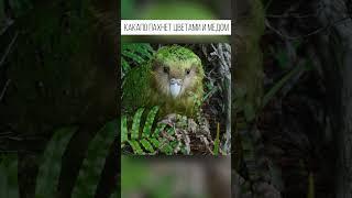 A parrot that cannot fly smells like honey and flowers and loves people very much. Kakapo