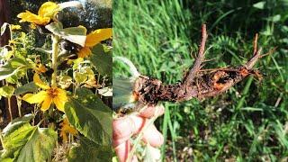 Medicinal  plants and their second  vegetation.  Harvesting: August-September.