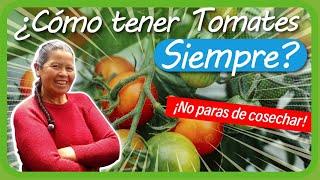 Cómo tener TOMATES TODO el tiempo en la Huerta Casera