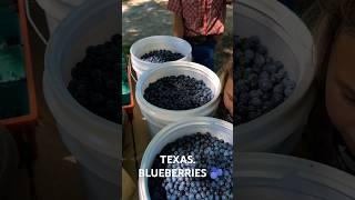 52LBS Of Texas Fresh Blueberries! Food Hack! #oganic #blueberry #cowboys #food #foodhacks