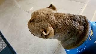 신둥이.호두 대면타임