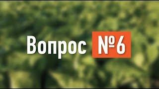 Вопрос №6. Технология выращивания озимого лука