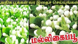 மல்லிகைச் செடியில் அதிக பூக்கள் வர இதைச் செய்யுங்கள்/Thendral Agri clinic/ அதிக லாபம் தரும் மல்லிகை