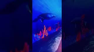LED immersive Display