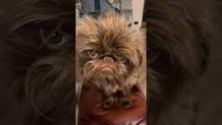 Grumpy dog  #grumpydog #dogsvideos #short #cutepuppy #cutestpuppies