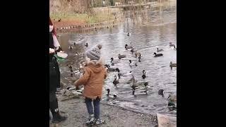 Fütterung der Enten im Stadtpark Ebertpark Ludwigshafen HD