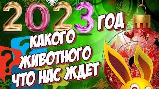 2023 год какого животного и что нас ждет