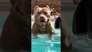 3 Pitbull Brothers are back in  in #attitude_whatsapp_status