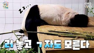 Loving Korean even while sleeping, Lebao and the Bao family full of love. 