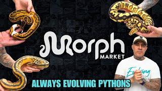 Top Ball Python Holdbacks From 2024 With Always Evolving Pythons | MorphMarket Vlog-07