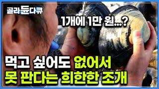 이런게 있는 줄도 몰랐는데? 바지락보다 100배 이상 큰 대형 촉수 식감이 황홀할 지경이라는데... 얼마나 맛있길래 이렇게나 비쌀까 왕우럭조개｜아주 각별한 기행｜#골라듄다큐