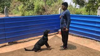 Rottweiler dog training kannada  1  2  3