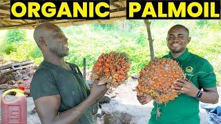 How Palm Oil is Produced in Nigeria