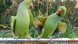 Parrot Calling Mithu Mithu