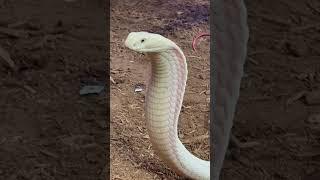 Lilith the White King Cobra looking FIERCE!