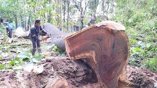 Must finish before the rain..‼️ felling a trembesi tree STIHL MS 881 Chainsaw