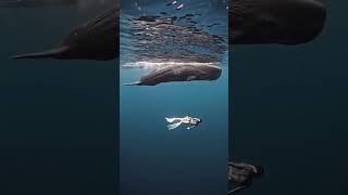 Diving with humpback whales  #indieplaylist #indiefolk #indiemusic