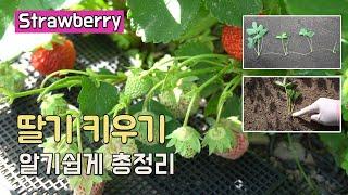 딸기 키우기 알기 쉽게 총정리 (물주기, 모종 심는방법, 번식요령 등)/ How To Grow Strawberries