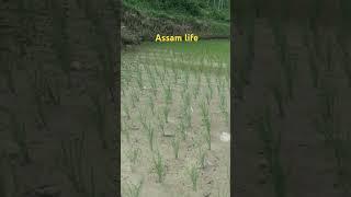 Assam vlogs @ village life guys like comment share // 2025