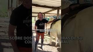 Qué es mejor, ¿montar a caballo a pelo o con silla? 