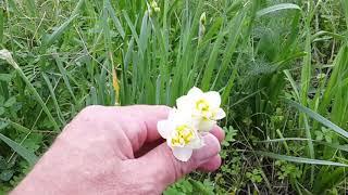 Turkish Daffodil Fields - Karaburun’un hoş kokulu nergis tarlaları