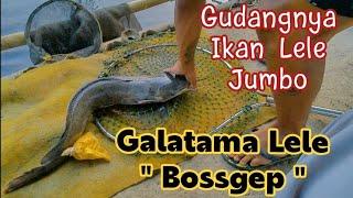 Pemancingan Galatama Lele " Bossgep "  BKT Harapan indah Bekasi. Gudangnya Ikan Lele  Super Jumbo