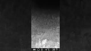 Lapsa #latvija #wildlife #trailcamera #fox #lapsa #wildkamera #nature #hunting #predator