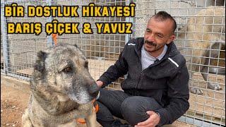 THE LOYALTY OF THE KANGAL DOG ​​- DOCUMENTARY