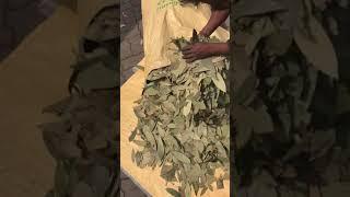 Tejpatta BayLeaves Tezpatta Tejpata Siliguri Exporter wholesaler trader manufacturer India