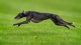 Top 10 Fastest Dog Breeds on Earth