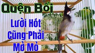 Chào Mào Kích Bổi Nhanh Ra Giọng | Kích Chào Mào Hót Đấu + Chào Mào Kích Trống Hót Căng Lửa/chao mao