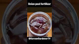 양파껍질 버리지 말고 식물에게 주세요ㅣOnion peel fertilizer #grow