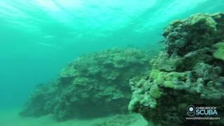 Scuba Diving Ulua Beach Wailea Maui