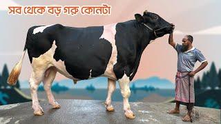 Which Is The Biggest Cow of Sadeeq Agro 2024??? 