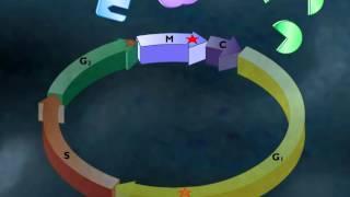 Cell Cycle Regulation