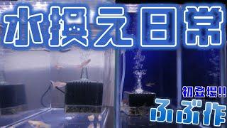 ふぶ作な水換え。暑すぎるから、ワシの登場じゃ【ふぶきテトラ】