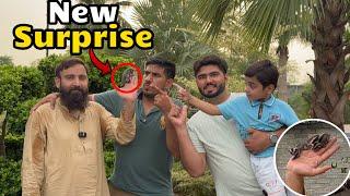 Sugar Glider kai Babies Agye ️| lions Cubs Ko Garden Mai Nikal Liya 
