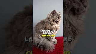 LaPerm Cat Breed – The Curly-Coated Charmer  #cat #catpaw #funnycats #interesting #rarefacts#cutecat