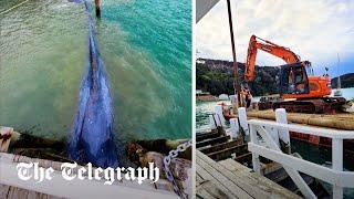 Pygmy blue whale trapped in New Zealand wharf