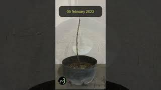 Maple Bonsai Diary nº4 - April 2023 #shorts