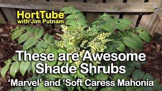 These are Awesome Shade Shrubs - Marvel and Soft Caress Mahonia