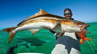 Prized Fish Under Giant Manta Rays! Catch Clean & Cook