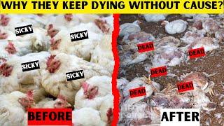 THEY WILL ALL DIE SLOWLY IF YOU DON'T DO THIS | NATURAL CURE TO KILLER GAS IN CHICKEN HOUSES