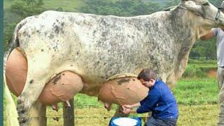 Highly Milking Biggest Udder Cows Breed in The World | Girlando Cow Farming documentary