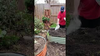 The Secret To Growing Big Tomato Plants  🪴