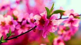 Flower Nature Relaxation Film  Beautiful Spring Flowers #nature #spring